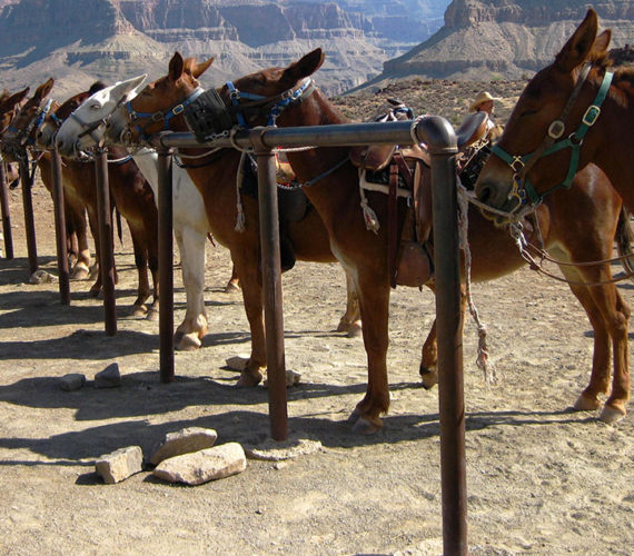 Everything You Need to Know About Mule Days