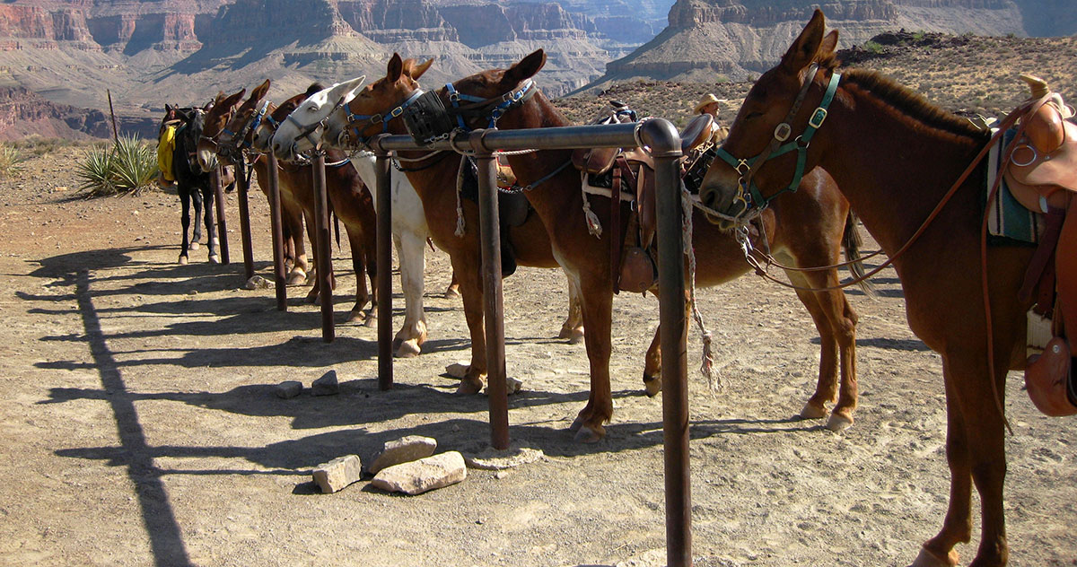 everything you need to know about mule days